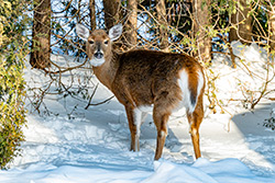 Photo Cerf de Virginie